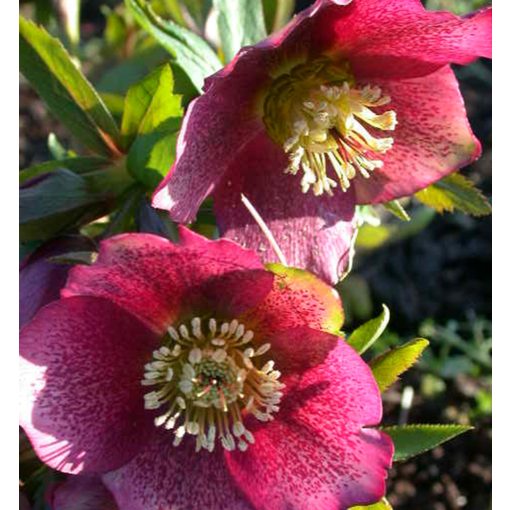 Helleborus Red Spotted - Hunyor