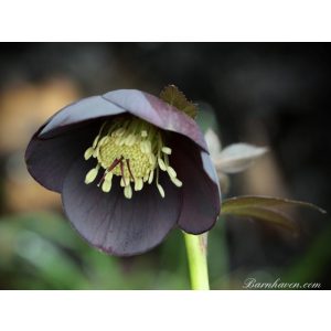 Helleborus Single Slate Strain - Hunyor