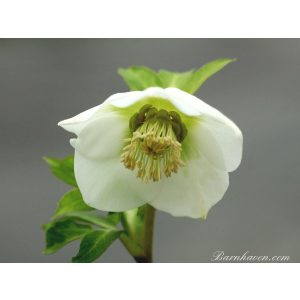 Helleborus Single White and Cream Strain - Hunyor