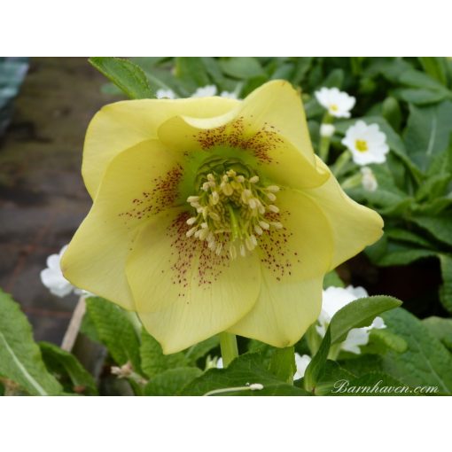 Helleborus Super Yellow - Hunyor