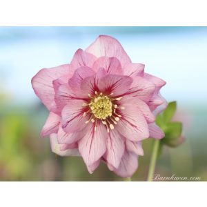 Helleborus Veined Double Strain - Hunyor