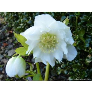 Helleborus White Double Strain - Hunyor