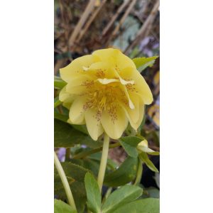 Helleborus Yellow Double - Hunyor