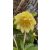 Helleborus Yellow Double - Hunyor