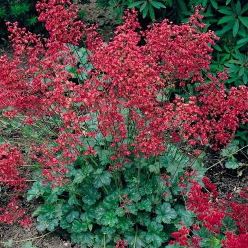 Heuchera sanguinea - Tűzgyöngyvirág