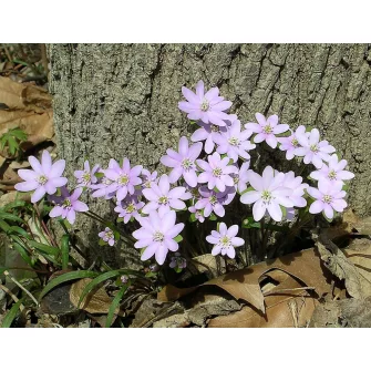 Májvirág (Hepatica)
