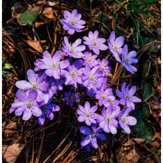 Májvirág (Hepatica)