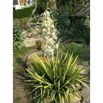 Pálmaliliom (Yucca)