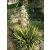 Yucca filamentosa Golden Sword - Kerti pálmaliliom