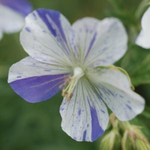 Geranium pratense Splish Splash - Gólyaorr