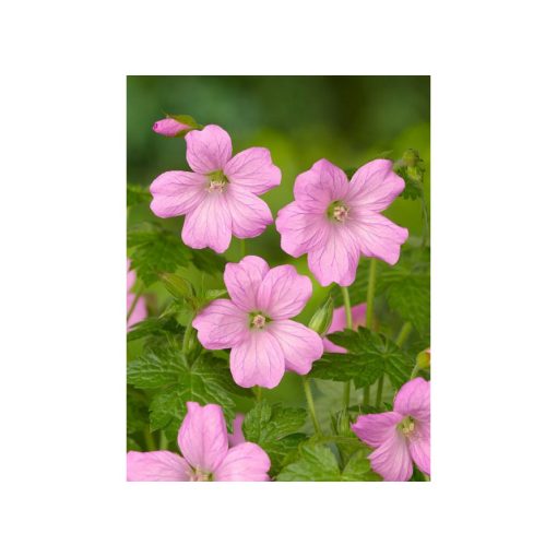 Geranium wargrave Pink Endressii - Gólyaorr