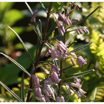 Salamonpecsét (Polygonatum)