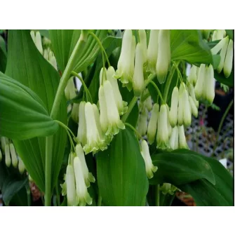 Salamonpecsét (Polygonatum)