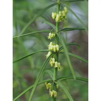 Salamonpecsét (Polygonatum)