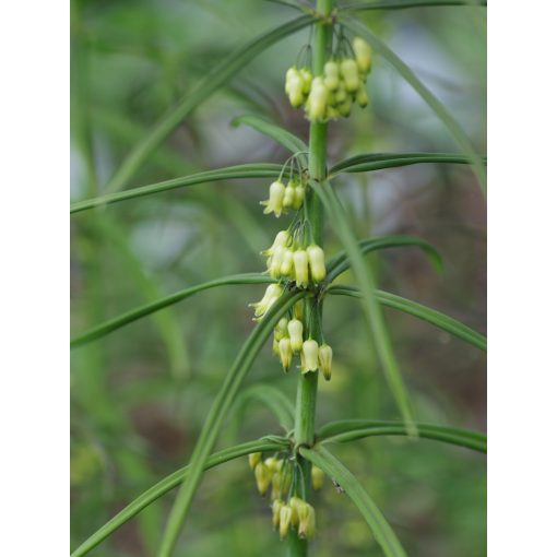 Polygonatum verticillatum - Salamonpecsét