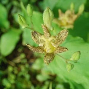 Tricyrtis Golden Festival - Borzas púpliliom