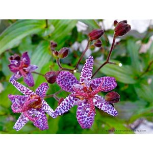 Tricyrtis formosana Dark Beauty - Borzas púpliliom