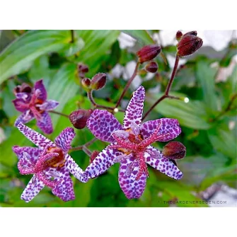 Borzas púpliliom (Tricyrtis)