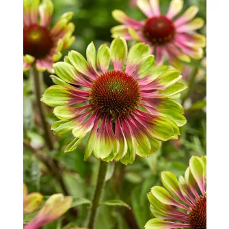 Kasvirág (Echinacea)