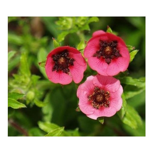 Potentilla nepalensis Ron McBeath - Pimpó