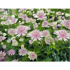 Astrantia major - Völgycsillag