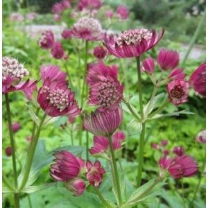 Astrantia major Primadonna - Völgycsillag