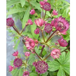 Astrantia major Ruby Cloud - Völgycsillag