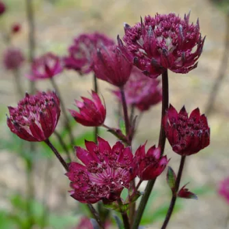 Völgycsillag (Astrantia)