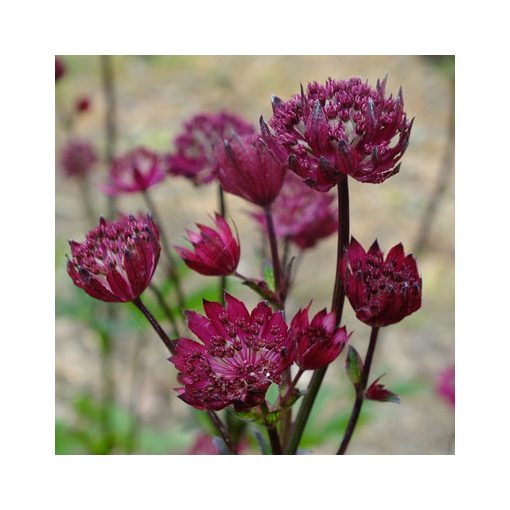 Astrantia major Ruby Wedding - Völgycsillag