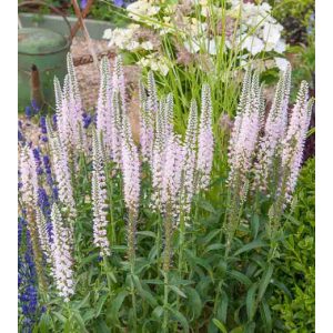 Veronica longifolia Pink Eveline - Hosszúlevelű veronika