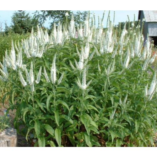 Veronica longifolia 'Schneeriesin' - Hosszúlevelű veronika