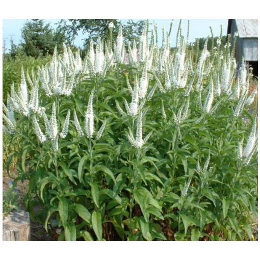 Veronica longifolia Schneeriesin - Hosszúlevelű veronika