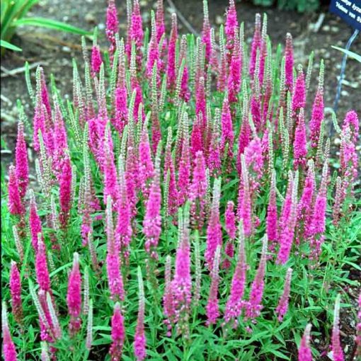 Veronica spicata Red Fox - Macskafarkú veronika