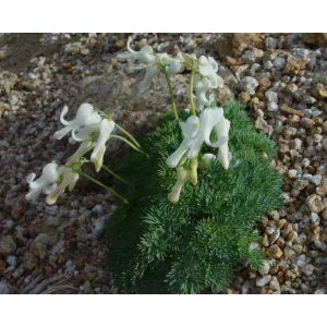 Dicentra peregrina Alba - Szívvirág
