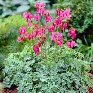 Dicentra formosa King of Hearts - Szép szívvirág
