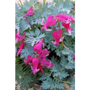 Dicentra formosa Red Fountain - Szép szívvirág