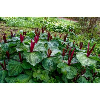 Hármaslevél (Trillium)