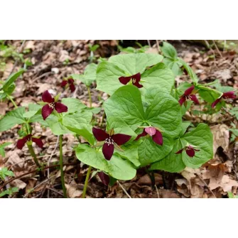 Hármaslevél (Trillium)