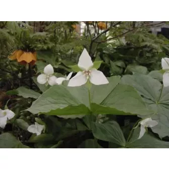 Hármaslevél (Trillium)