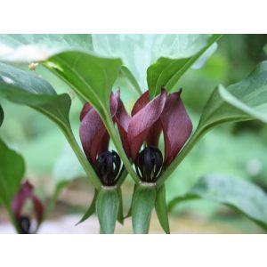 Trillium recurvatum - Hármasszirom