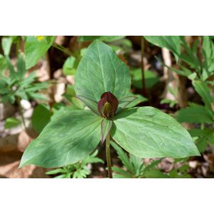 Trillium sessile - Hármasszirom