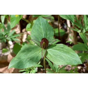 Hármaslevél (Trillium)