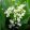 Convallaria majalis Prolificans - Gyöngyvirág