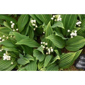 Convallaria majalis Variegata - Gyöngyvirág