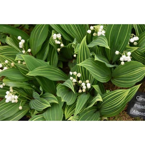 Convallaria majalis Variegata - Gyöngyvirág