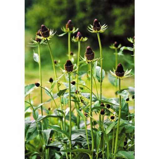 Rudbeckia occidentalis Green Wizzard - Kúpvirág