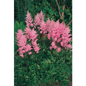 Astilbe Edens Phoenix - Tollbuga