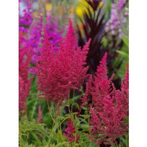 Astilbe Else Schluck - Tollbuga