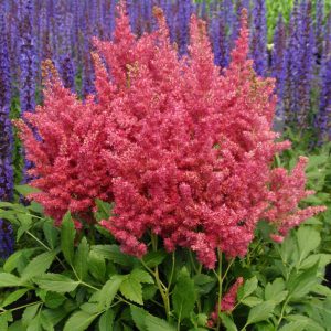 Astilbe Fireberry - Tollbuga