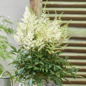 Tollbuga (Astilbe)